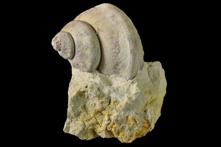 Ordovician Gastropod (Clathrospira) Fossil - Wisconsin #162983